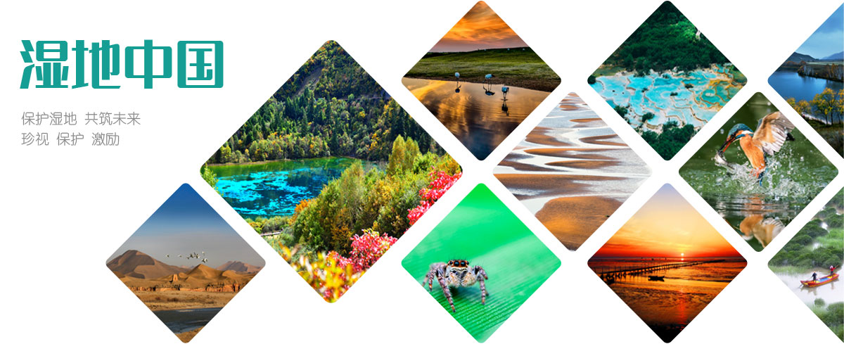 湿地中国